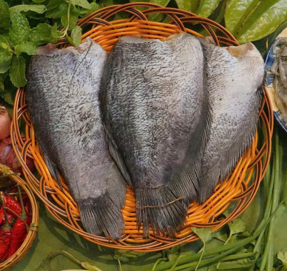 Cá Sặc Campuchia 1 Nắng Size Đại