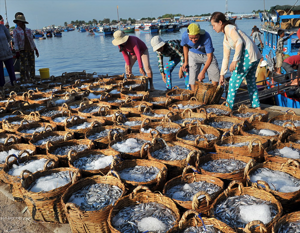 Nước Mắm Nhĩ Phan Thiết. Quy Trình Cách Phân Biệt Hàng Thật